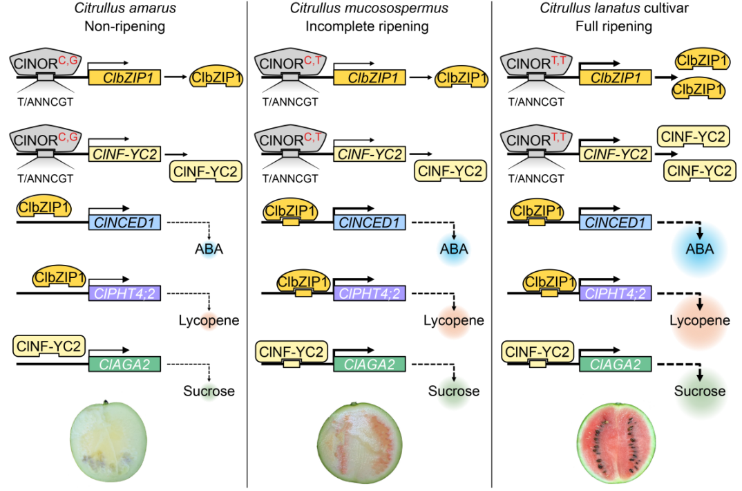 图片3.png 图片3.png