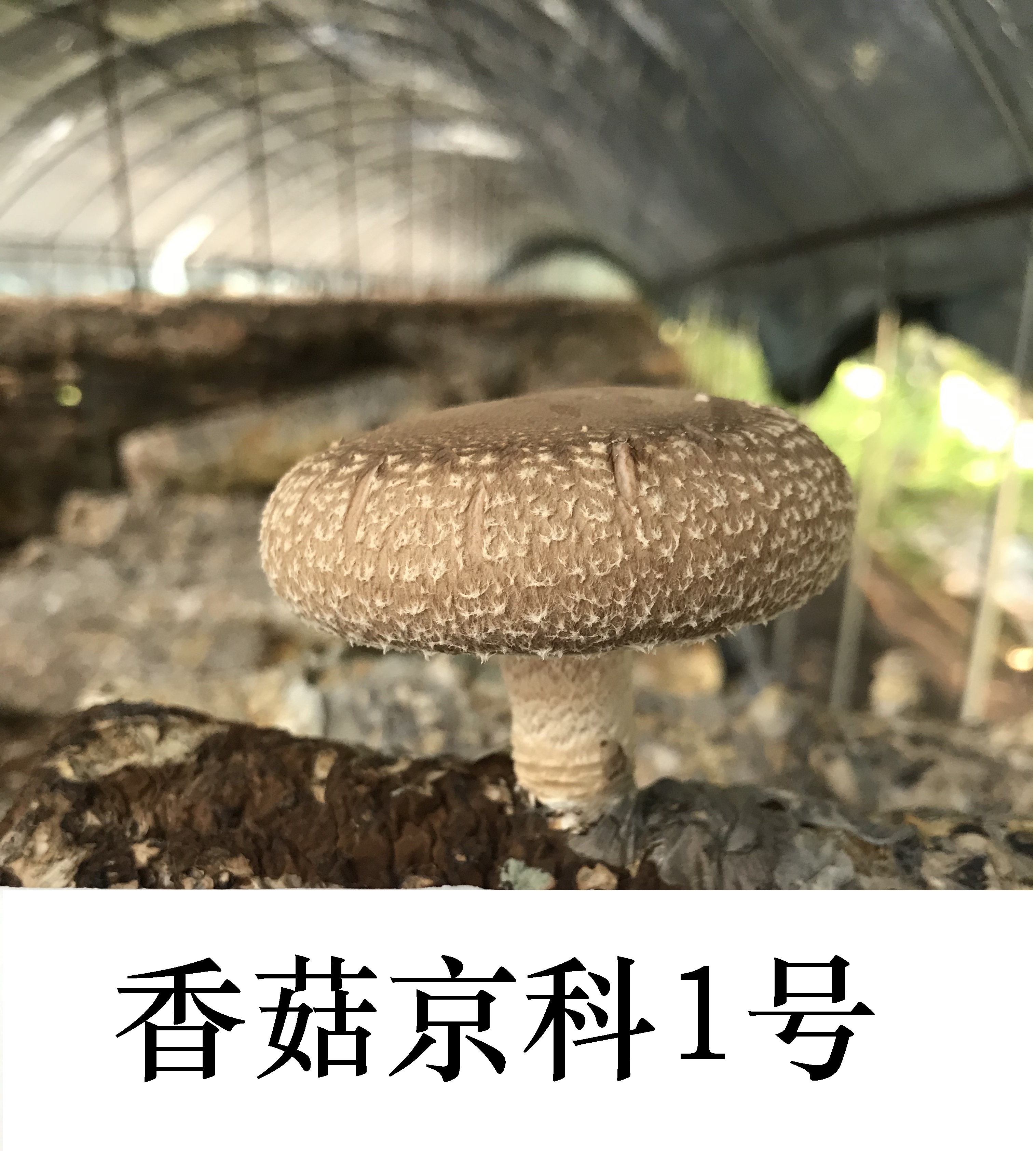 皇家娱乐城
