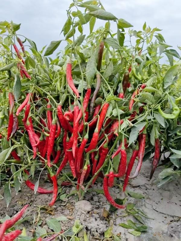 新品种京研HL222-优质加工辣椒-张晓芬.jpg