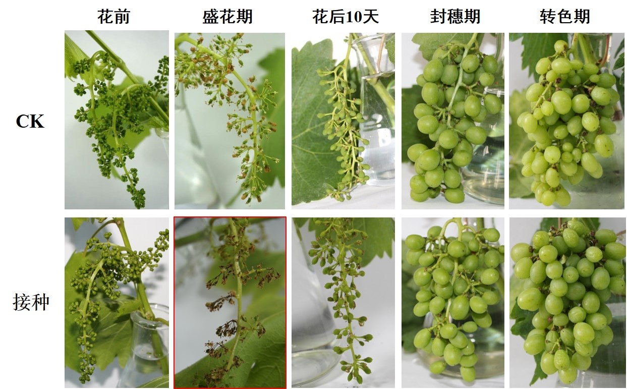 葡萄灰霉病菌侵染关键时期-花期_副本.jpg