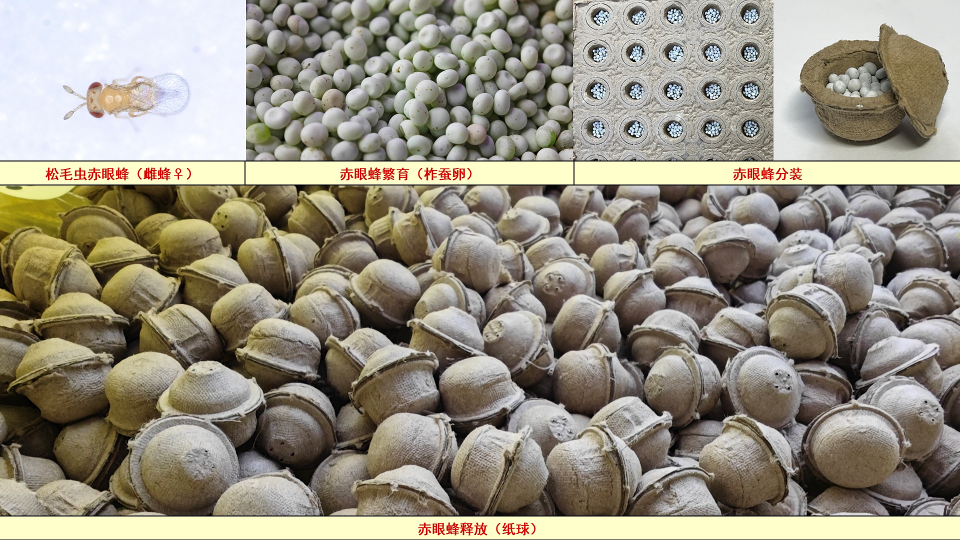 天敌昆虫赤眼蜂繁殖与释放（tif）_副本.jpg