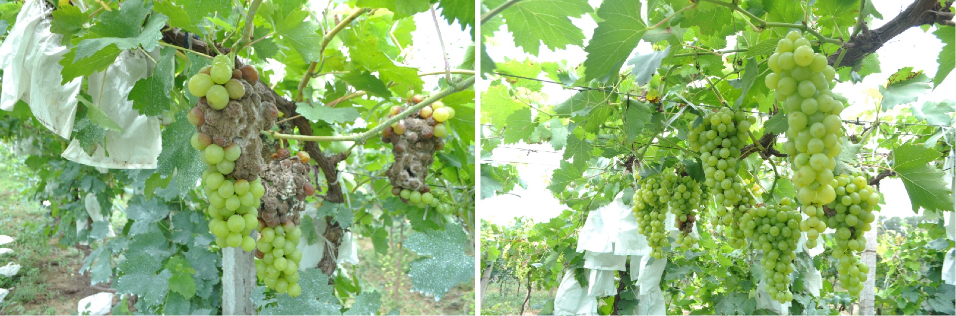葡萄灰霉病高效绿色防控技术应用效果_副本.jpg